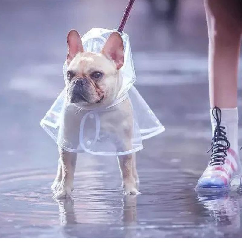 Transparent French Bulldog Raincoat