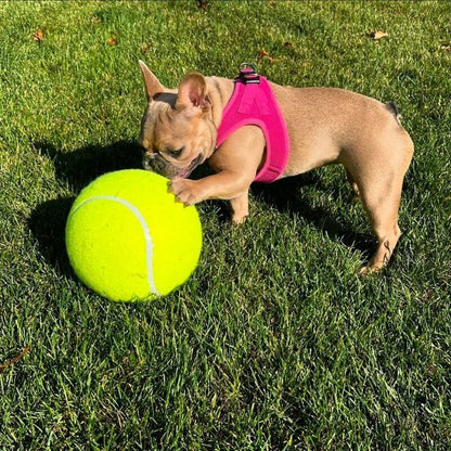 Giant Frenchie Tennis Ball