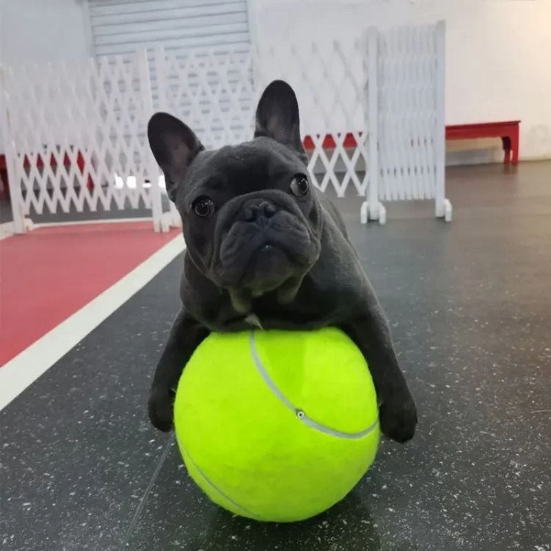 Giant Frenchie Tennis Ball