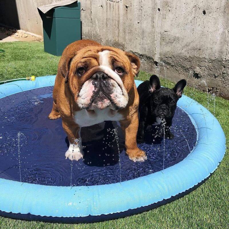 French Bulldog Splash Pad