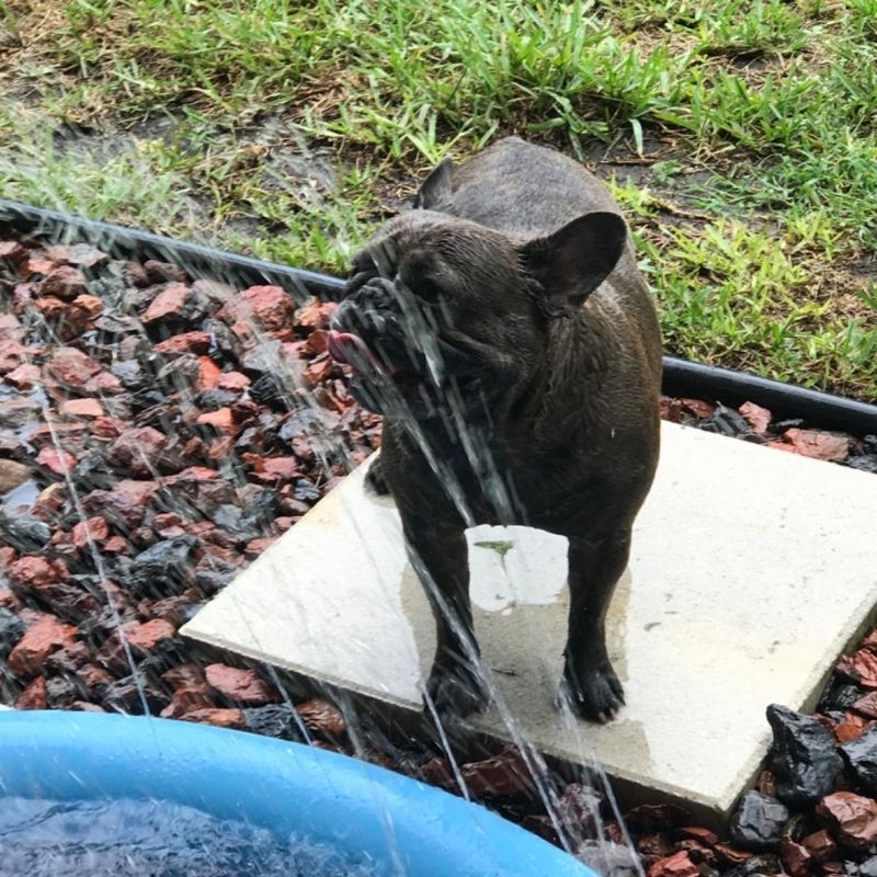French Bulldog Splash Pad