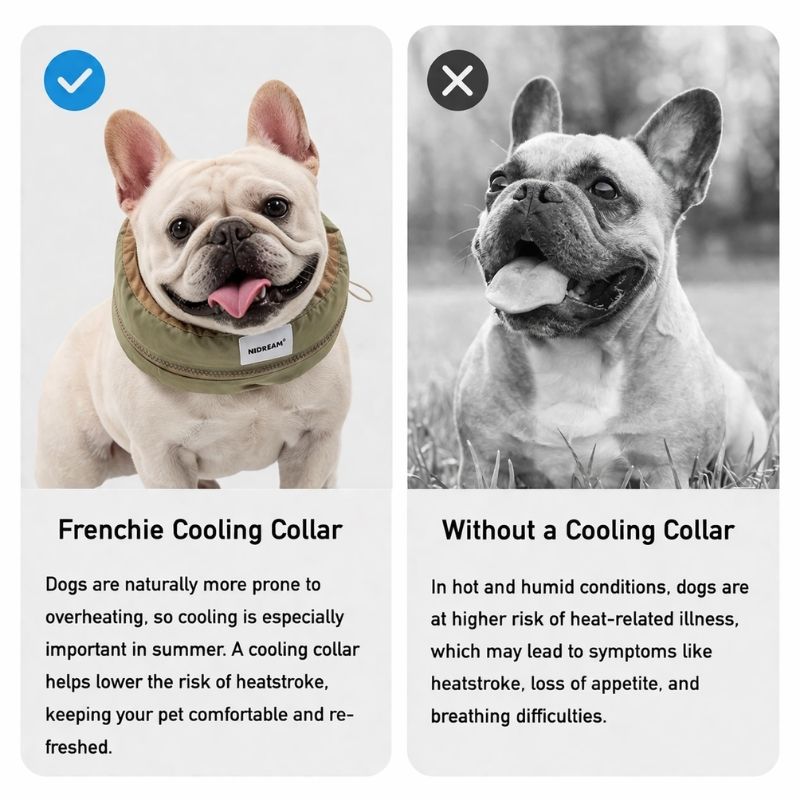 Frenchie Cooling Collar
