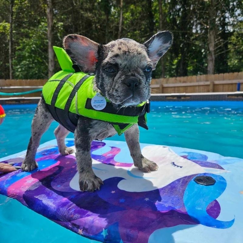 Frenchie WaveGuard Life Vest