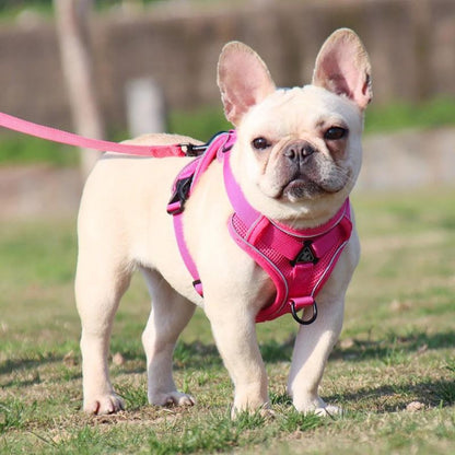 Mesh French Bulldog Harness & Leash