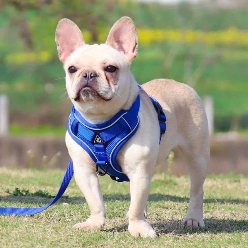 Mesh French Bulldog Harness & Leash