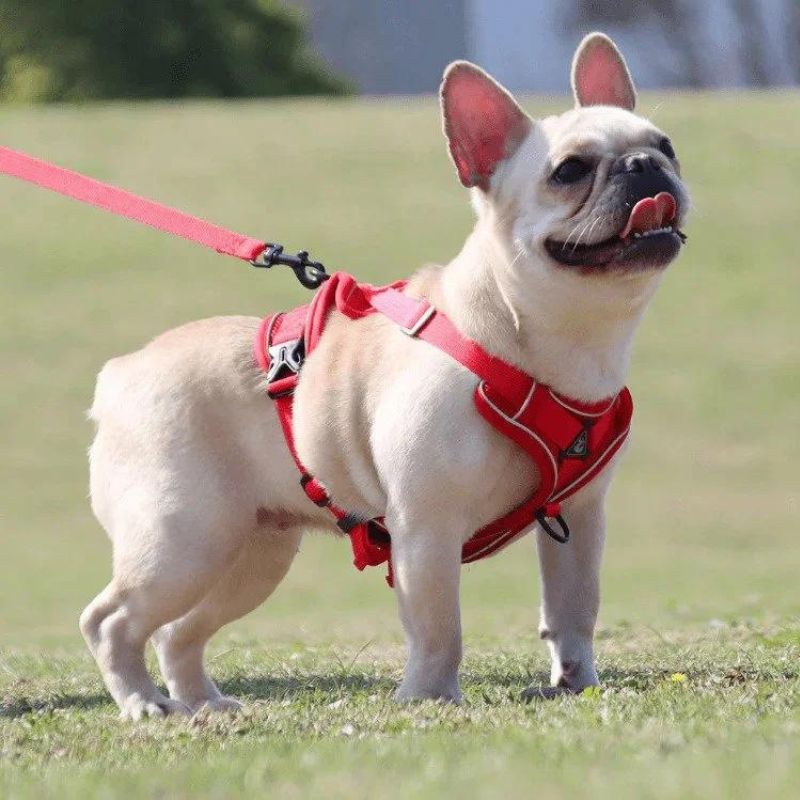 Mesh French Bulldog Harness & Leash