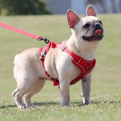 Mesh French Bulldog Harness & Leash