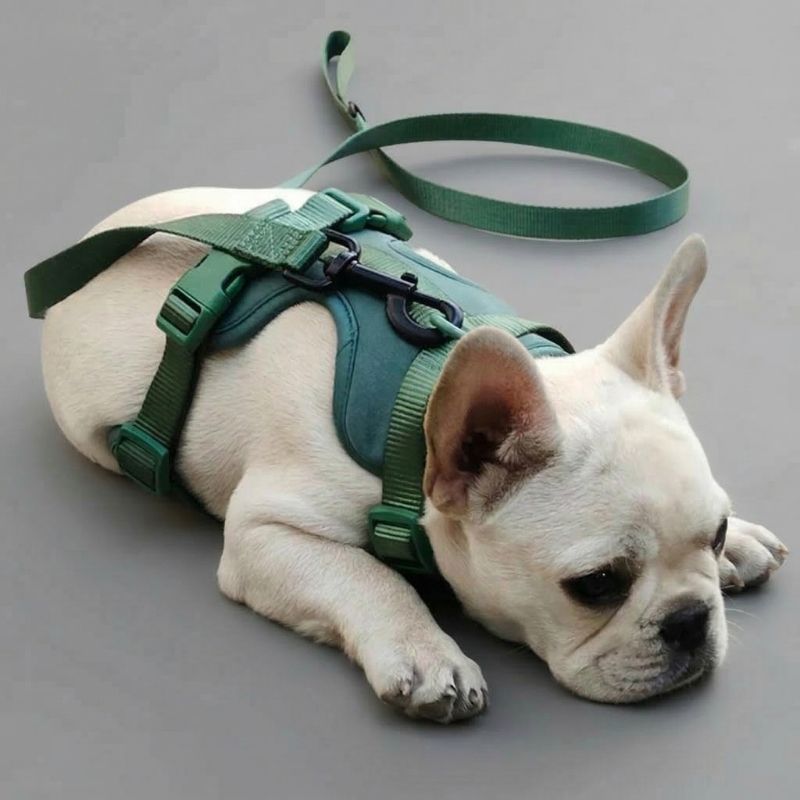 No-Pull French Bulldog Harness