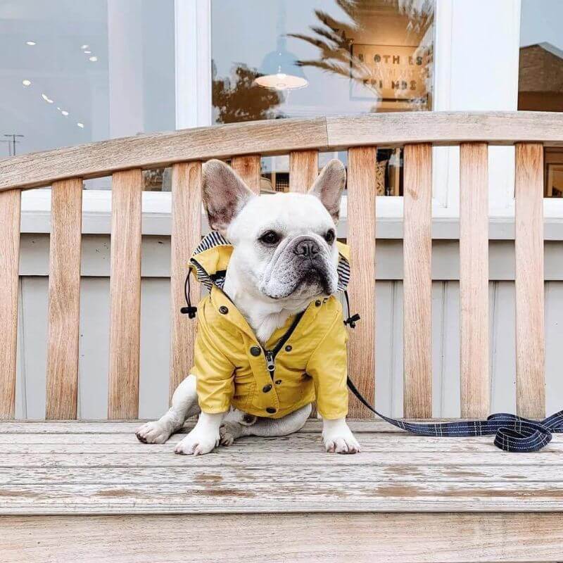 Rain Rover Frenchie Coat