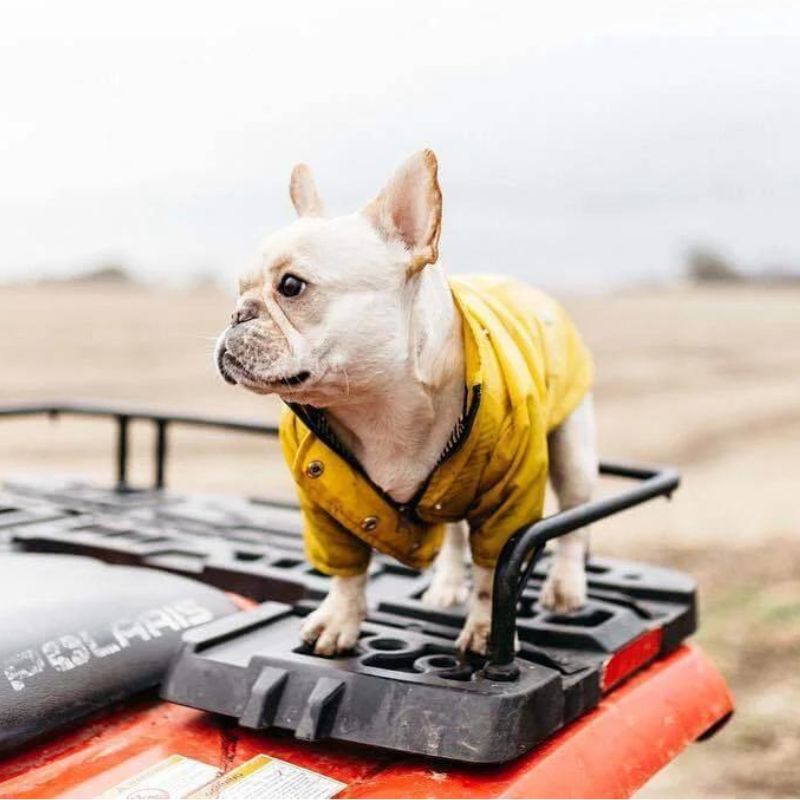 Rain Rover Frenchie Coat