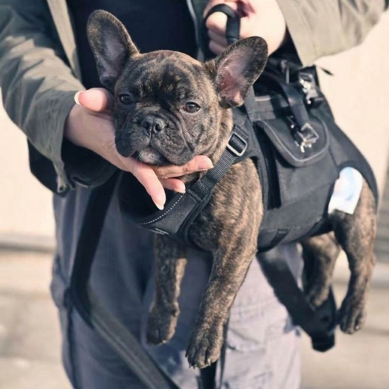 Shoulder French Bulldog Carrier