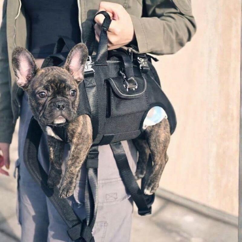 Shoulder French Bulldog Carrier