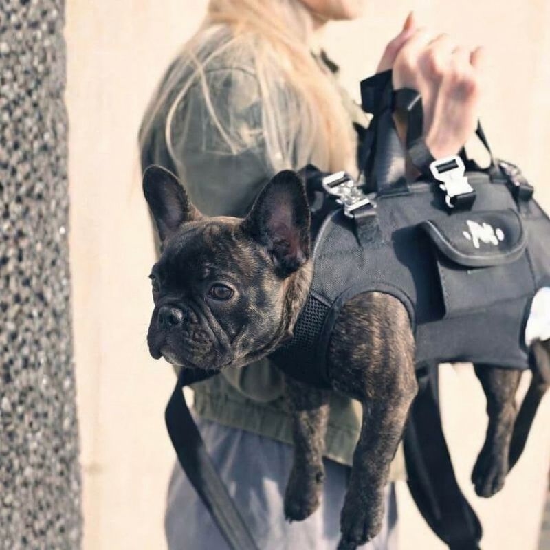Shoulder French Bulldog Carrier