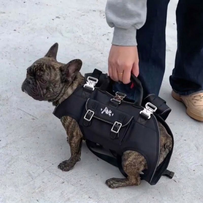 Shoulder French Bulldog Carrier