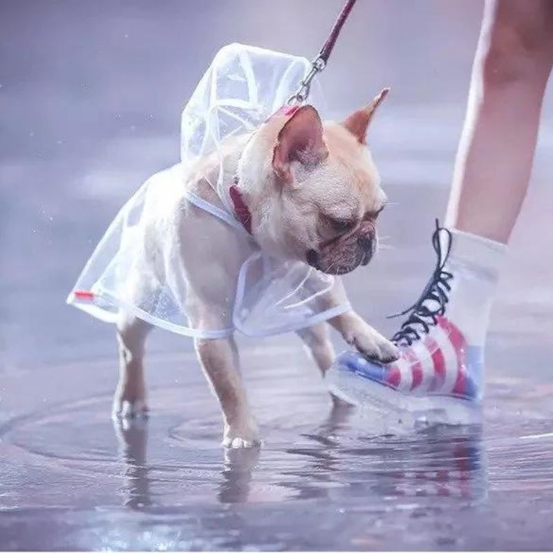 Transparent French Bulldog Raincoat