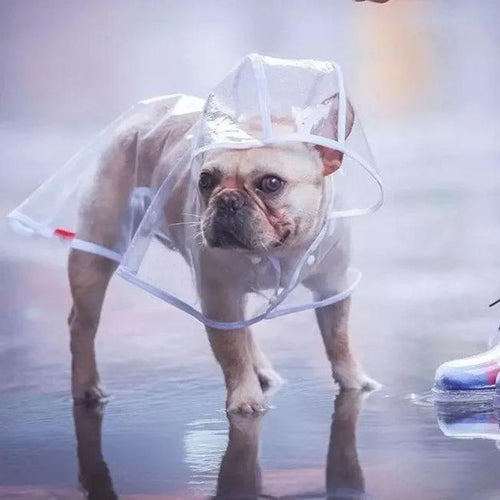 Transparent French Bulldog Raincoat