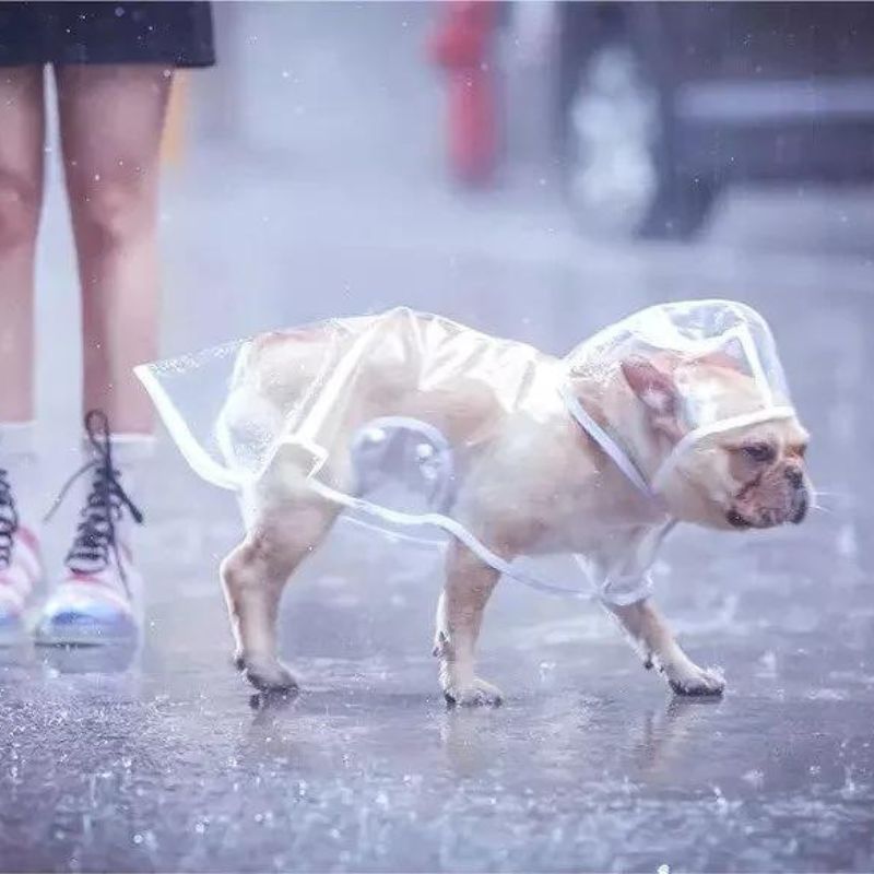 Transparent French Bulldog Raincoat