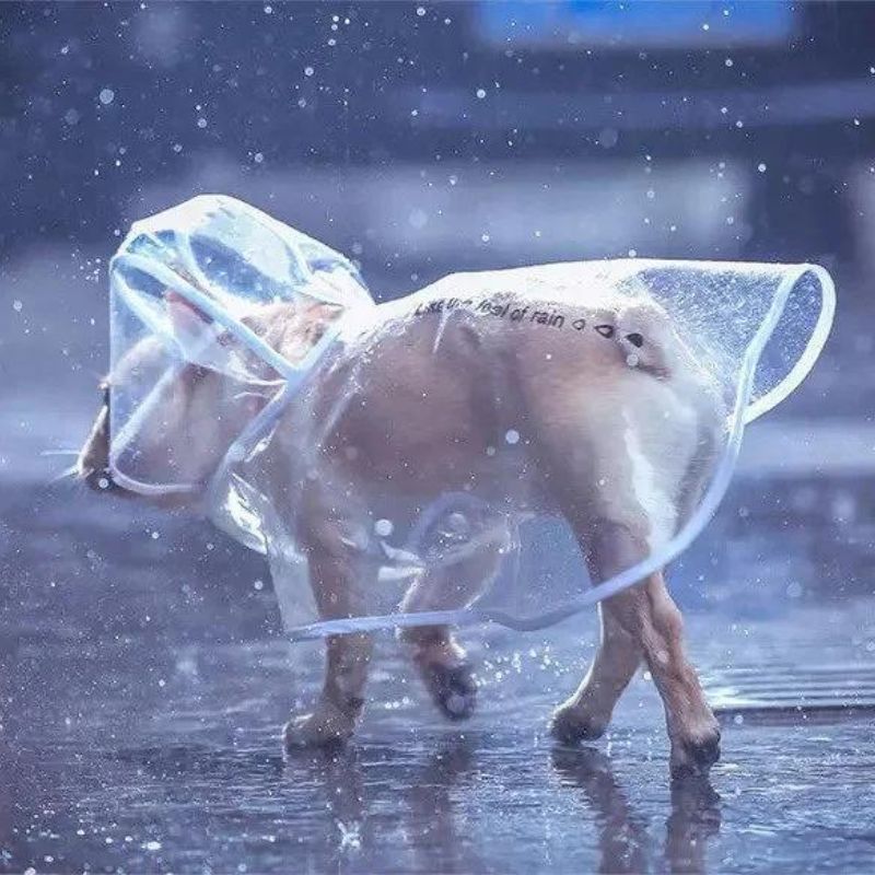 Transparent French Bulldog Raincoat