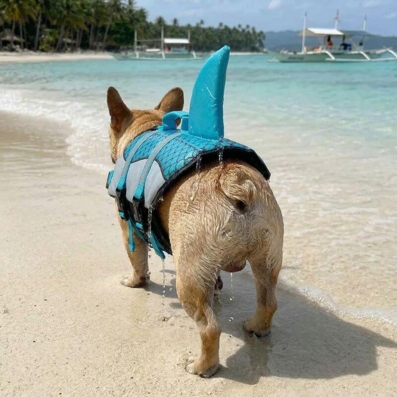 WaveRider Frenchie Life Vest